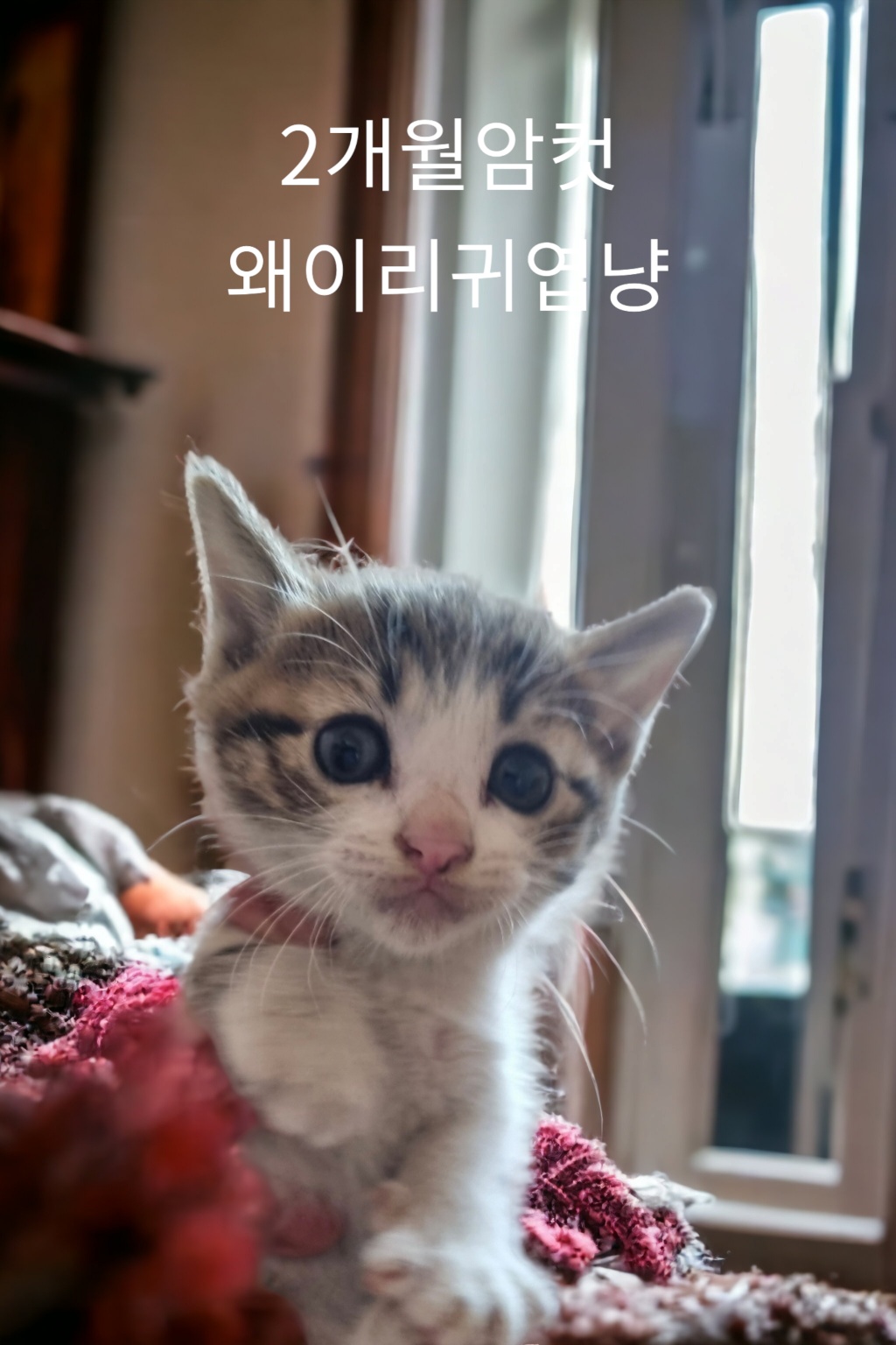 한국 고양이 이미지 파일 입니다.